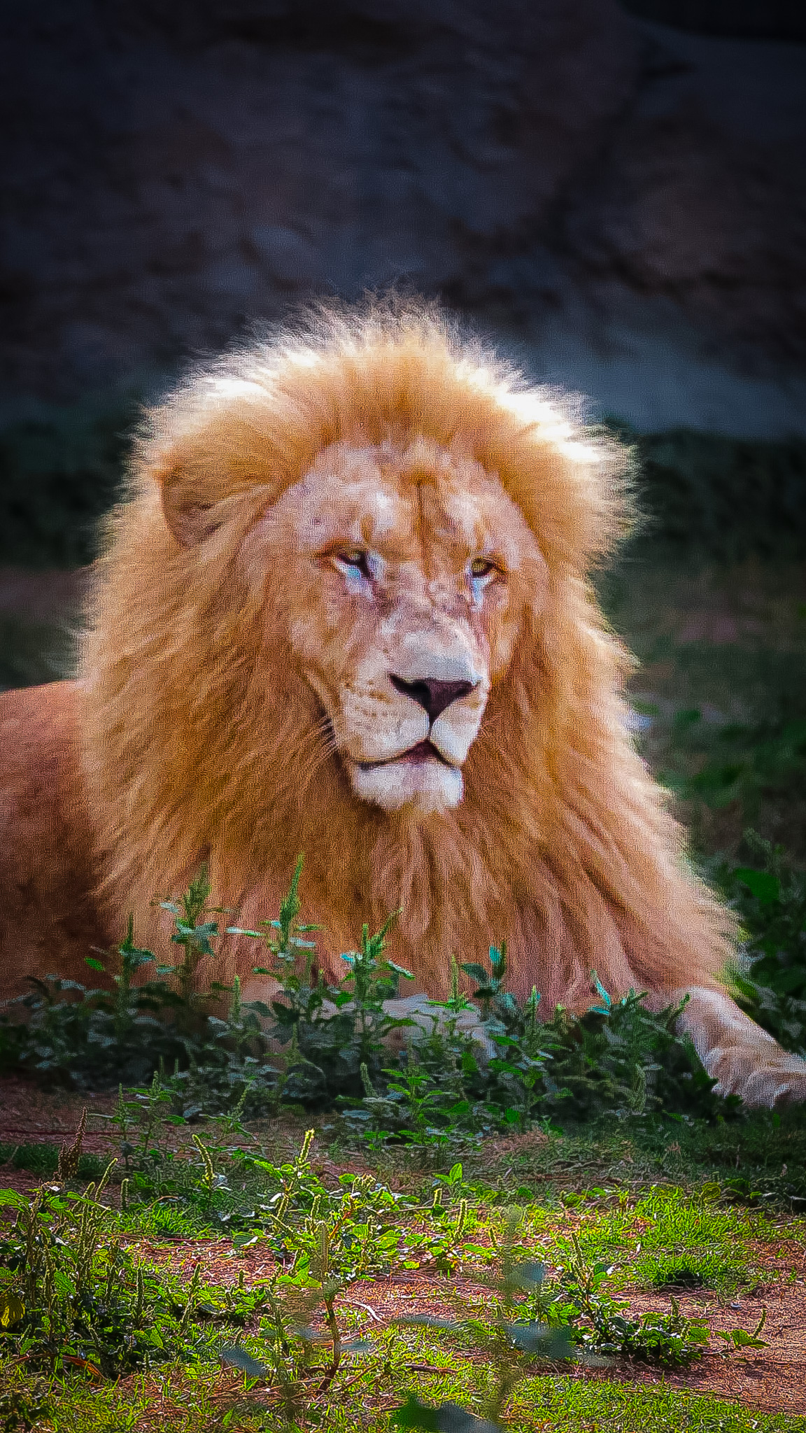 Dubai Safari Park gallery photo 2